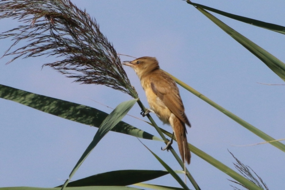Aiuto identificazione